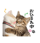 個性豊かな8猫家族 vol.3（個別スタンプ：14）
