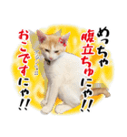 個性豊かな8猫家族 vol.3（個別スタンプ：15）