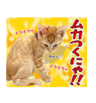 個性豊かな8猫家族 vol.3（個別スタンプ：16）