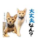 個性豊かな8猫家族 vol.3（個別スタンプ：17）