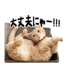個性豊かな8猫家族 vol.3（個別スタンプ：18）