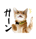 個性豊かな8猫家族 vol.3（個別スタンプ：19）