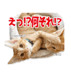 個性豊かな8猫家族 vol.3（個別スタンプ：21）