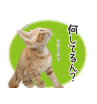 個性豊かな8猫家族 vol.3（個別スタンプ：23）