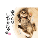 個性豊かな8猫家族 vol.3（個別スタンプ：24）