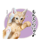 個性豊かな8猫家族 vol.3（個別スタンプ：25）