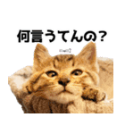 個性豊かな8猫家族 vol.3（個別スタンプ：26）