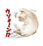 個性豊かな8猫家族 vol.3（個別スタンプ：27）