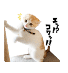 個性豊かな8猫家族 vol.3（個別スタンプ：29）