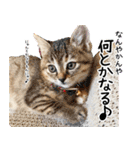 個性豊かな8猫家族 vol.3（個別スタンプ：30）