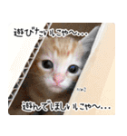 個性豊かな8猫家族 vol.3（個別スタンプ：31）