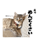 個性豊かな8猫家族 vol.3（個別スタンプ：32）