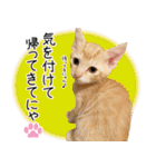 個性豊かな8猫家族 vol.3（個別スタンプ：33）