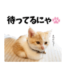 個性豊かな8猫家族 vol.3（個別スタンプ：34）