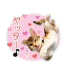個性豊かな8猫家族 vol.3（個別スタンプ：35）