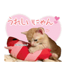 個性豊かな8猫家族 vol.3（個別スタンプ：36）