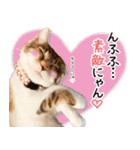 個性豊かな8猫家族 vol.3（個別スタンプ：37）