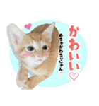 個性豊かな8猫家族 vol.3（個別スタンプ：38）
