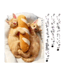 個性豊かな8猫家族 vol.3（個別スタンプ：40）