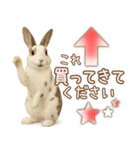 ウサギちゃんの家族連絡・友人・恋人（個別スタンプ：6）