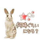ウサギちゃんの家族連絡・友人・恋人（個別スタンプ：11）