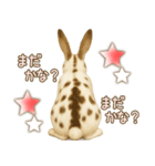 ウサギちゃんの家族連絡・友人・恋人（個別スタンプ：12）