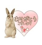 ウサギちゃんの家族連絡・友人・恋人（個別スタンプ：16）