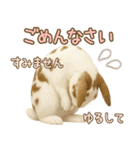 ウサギちゃんの家族連絡・友人・恋人（個別スタンプ：17）