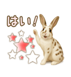 ウサギちゃんの家族連絡・友人・恋人（個別スタンプ：21）
