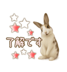 ウサギちゃんの家族連絡・友人・恋人（個別スタンプ：23）