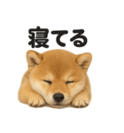 引きこもり芝犬の日常LINEスタンプ（個別スタンプ：1）