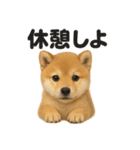 引きこもり芝犬の日常LINEスタンプ（個別スタンプ：3）
