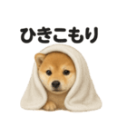 引きこもり芝犬の日常LINEスタンプ（個別スタンプ：4）