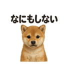 引きこもり芝犬の日常LINEスタンプ（個別スタンプ：8）