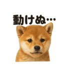 引きこもり芝犬の日常LINEスタンプ（個別スタンプ：9）