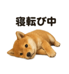 引きこもり芝犬の日常LINEスタンプ（個別スタンプ：10）