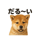 引きこもり芝犬の日常LINEスタンプ（個別スタンプ：11）