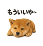 引きこもり芝犬の日常LINEスタンプ（個別スタンプ：12）