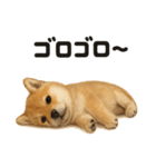 引きこもり芝犬の日常LINEスタンプ（個別スタンプ：13）
