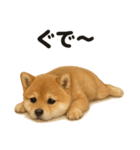 引きこもり芝犬の日常LINEスタンプ（個別スタンプ：15）