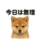 引きこもり芝犬の日常LINEスタンプ（個別スタンプ：16）