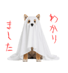 怖いけど可愛い！？おばけ風柴犬。（個別スタンプ：4）