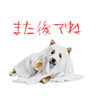 怖いけど可愛い！？おばけ風柴犬。（個別スタンプ：10）