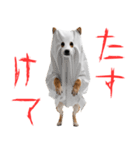 怖いけど可愛い！？おばけ風柴犬。（個別スタンプ：14）