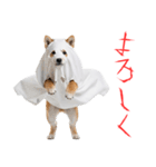 怖いけど可愛い！？おばけ風柴犬。（個別スタンプ：15）