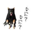 怖いけど可愛い！？おばけ風柴犬。（個別スタンプ：35）