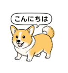コーギー(しっぽあり＋レッド＆ホワイト)（個別スタンプ：1）