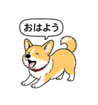 コーギー(しっぽあり＋レッド＆ホワイト)（個別スタンプ：2）