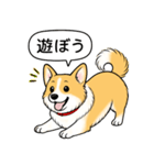 コーギー(しっぽあり＋レッド＆ホワイト)（個別スタンプ：3）