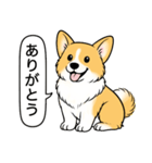 コーギー(しっぽあり＋レッド＆ホワイト)（個別スタンプ：4）